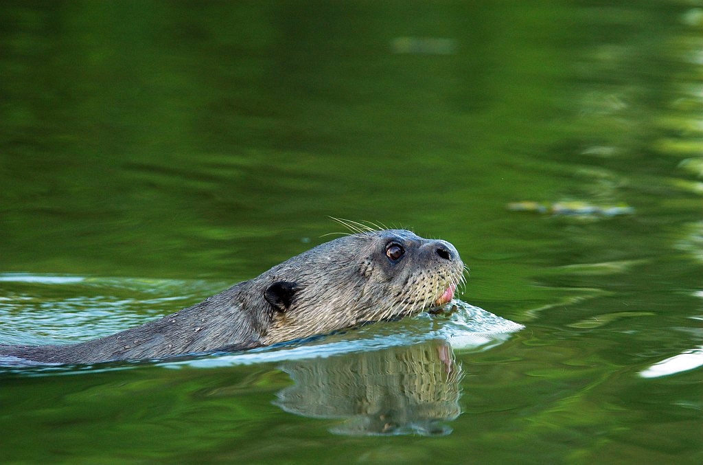 Giant Otter05-01.jpg - Giant Otter (Pteronura brasiliensis), Transpantaneria Brazil 2005